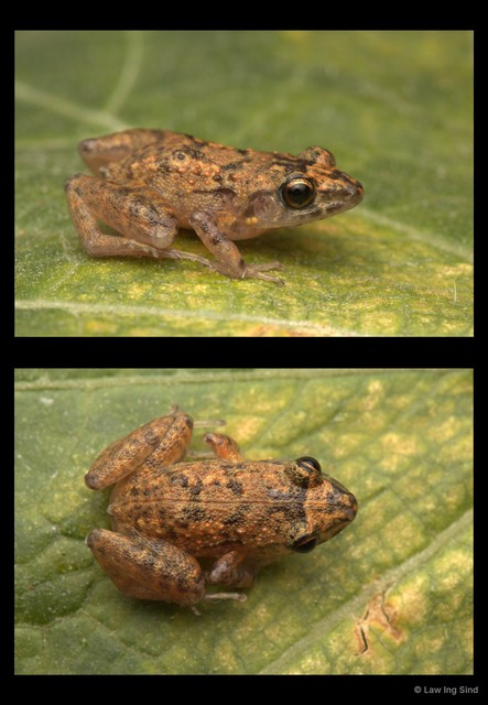 Eleutherodactylus planirostris • © Law Ing Sind • All Rights Reserved