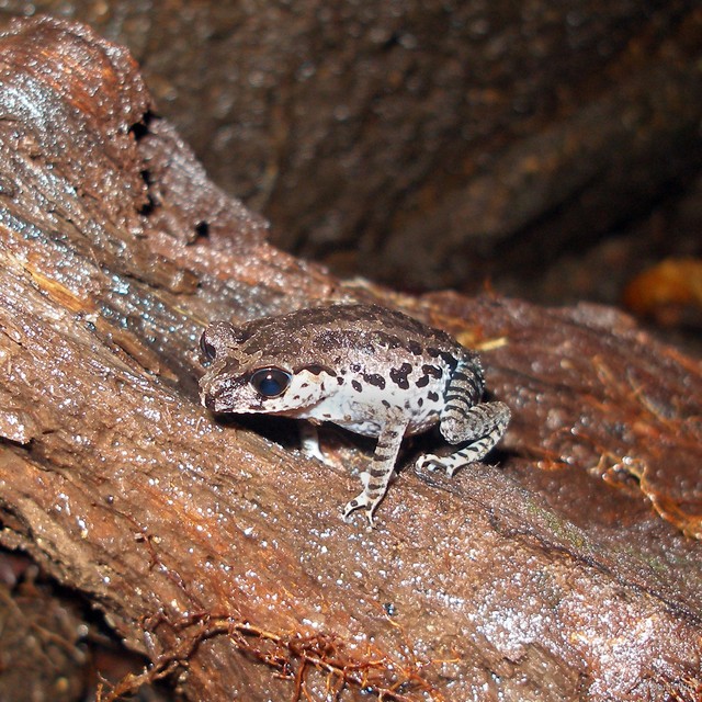 Leptobrachium nigrops • © Daniel Ng • All Rights Reserved
