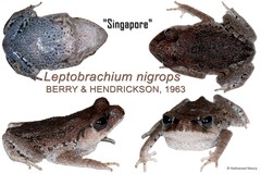 Leptobrachium nigrops • © Nathanael Maury • All Rights Reserved