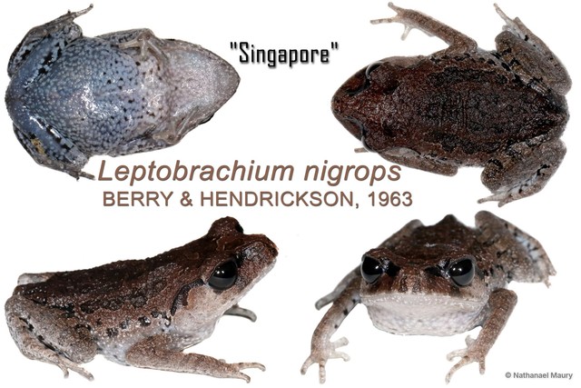 Leptobrachium nigrops