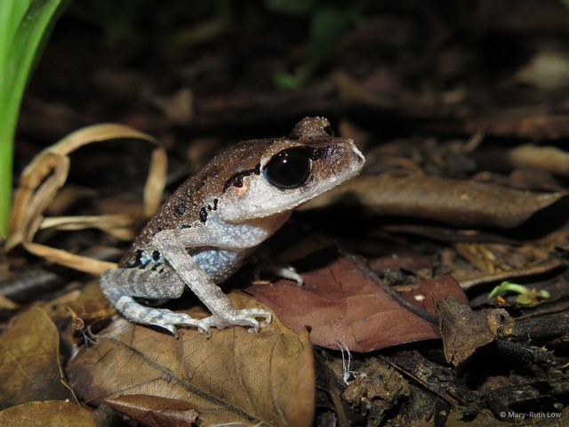 Leptobrachium nigrops