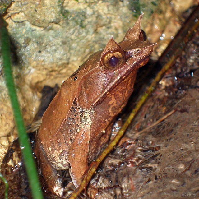 Pelobatrachus nasutus • © Daniel Ng • All Rights Reserved
