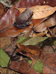 Pelobatrachus nasutus • © Mary-Ruth Low • All Rights Reserved