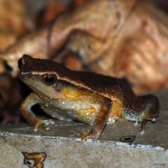 Kalophrynus limbooliati