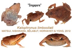 Kalophrynus limbooliati • © Nathanael Maury • All Rights Reserved