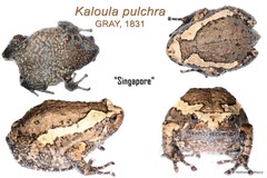 Kaloula pulchra • © Nathanael Maury • All Rights Reserved