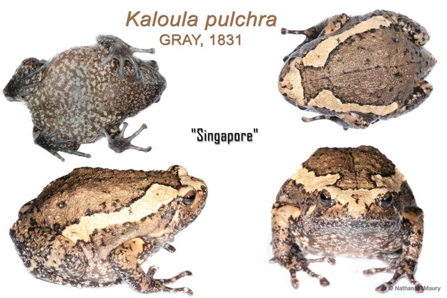 Kaloula pulchra