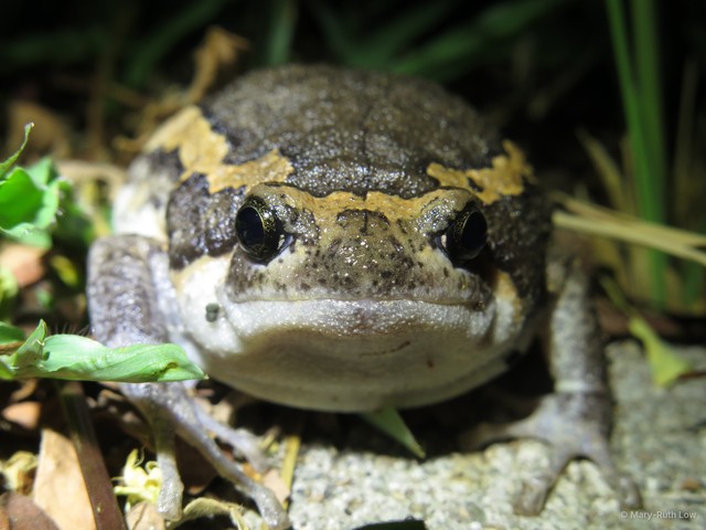 Kaloula pulchra