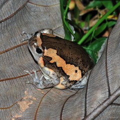 Kaloula pulchra