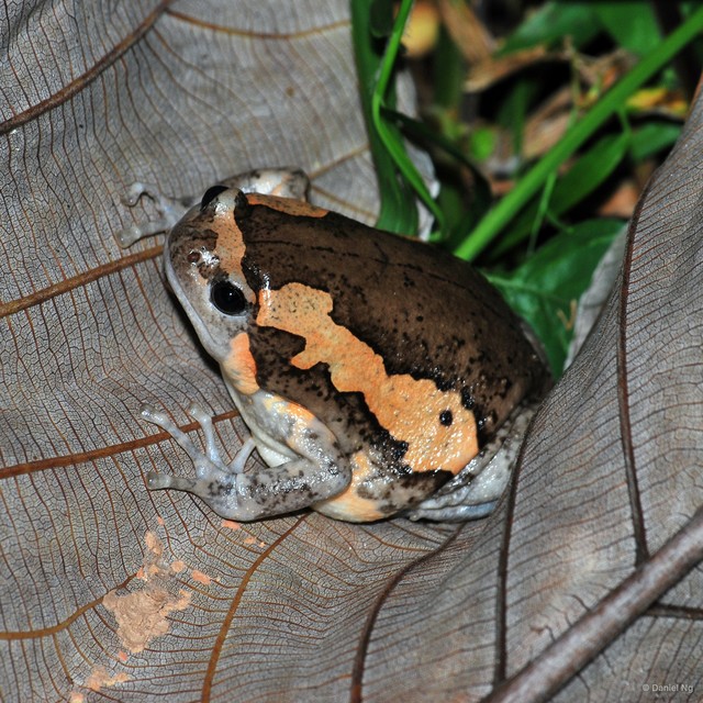 Kaloula pulchra • © Daniel Ng • All Rights Reserved