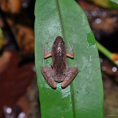 Microhyla butleri • © Daniel Ng • All Rights Reserved