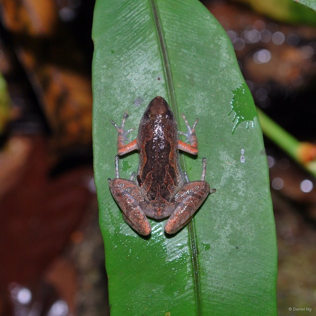 Microhyla butleri • © Daniel Ng • All Rights Reserved