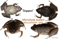 Microhyla butleri • © Nathanael Maury • All Rights Reserved