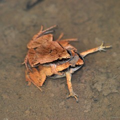 Microhyla heymonsi