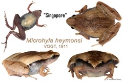 Microhyla heymonsi • © Nathanael Maury • All Rights Reserved
