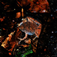 Microhyla mantheyi • © Daniel Ng • All Rights Reserved