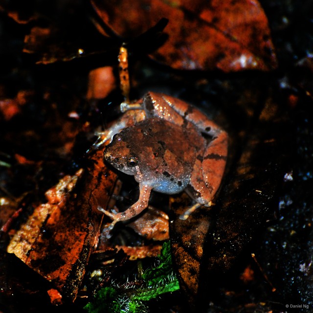 Microhyla mantheyi • © Daniel Ng • All Rights Reserved