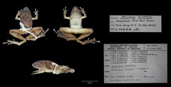 Microhyla mantheyi • © Shivaram Rasu • All Rights Reserved