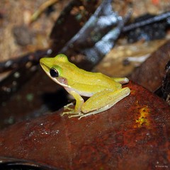 Chalcorana labialis