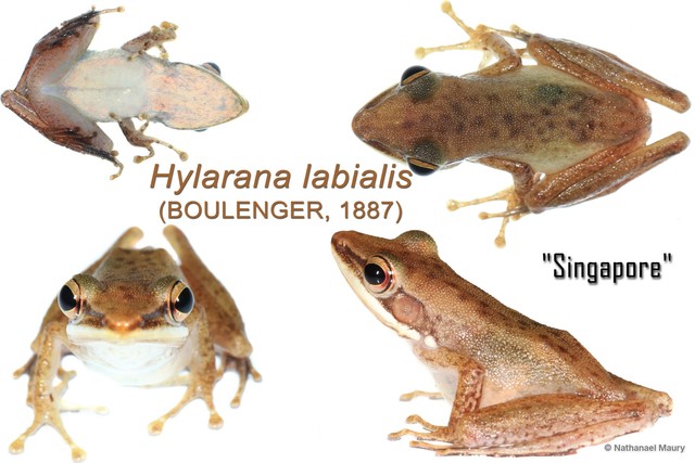 Chalcorana labialis