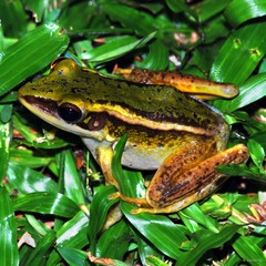 Hylarana erythraea