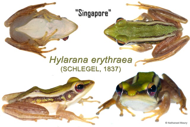 Hylarana erythraea