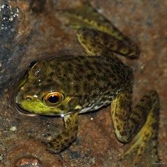 Lithobates catesbeianus