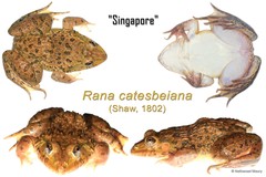 Lithobates catesbeianus • © Nathanael Maury • All Rights Reserved
