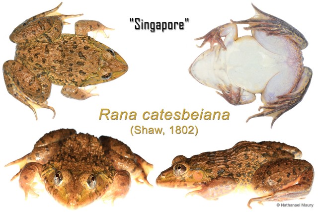 Lithobates catesbeianus