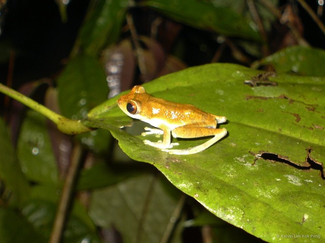 Leptomantis cyanopunctatus • © Kelvin Lim Kok Peng • All Rights Reserved