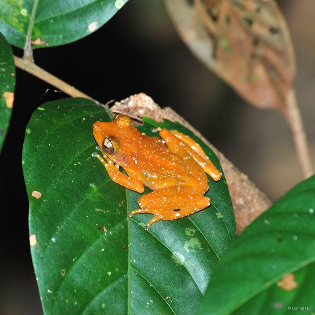 Nyctixalus pictus • © Daniel Ng • All Rights Reserved