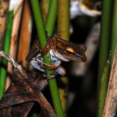 Polypedates leucomystax