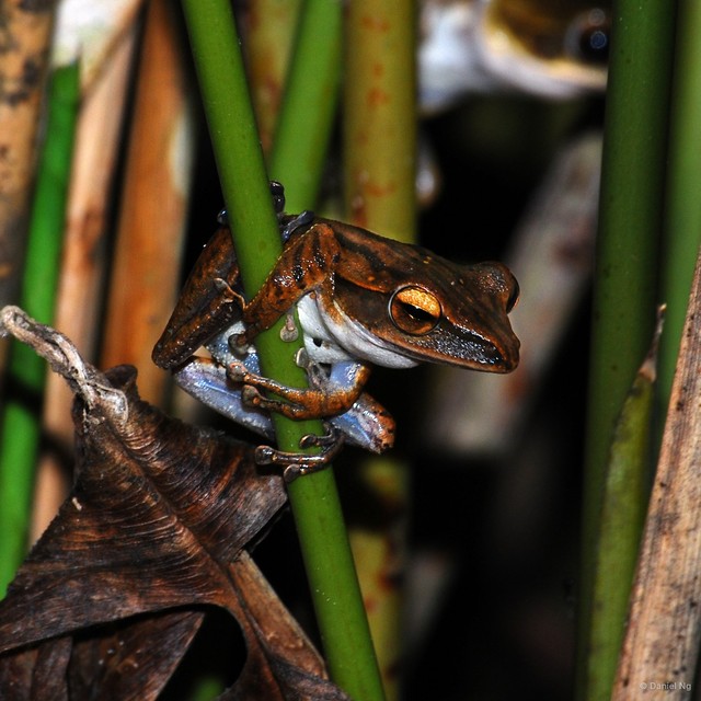 Polypedates leucomystax • © Daniel Ng • All Rights Reserved