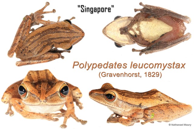 Polypedates leucomystax