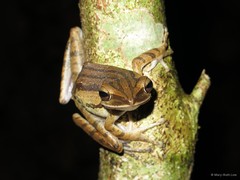 Polypedates leucomystax • © Mary-Ruth Low • All Rights Reserved