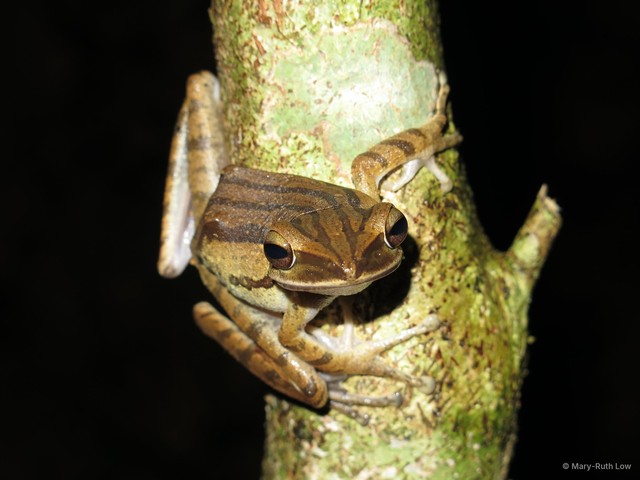 Polypedates leucomystax