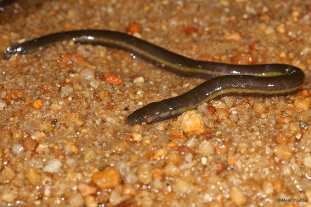 Ichthyophis paucisulcus • © Noel Thomas • All Rights Reserved
