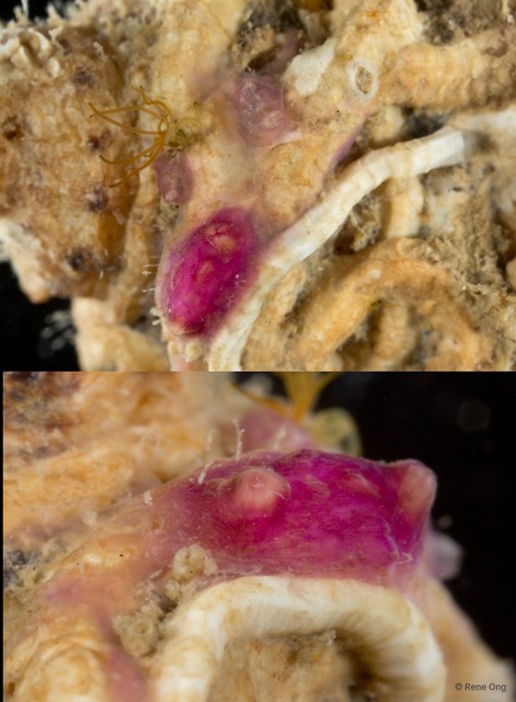 Ascidiacea sp. "Ascidian 1" • © Rene Ong • All Rights Reserved