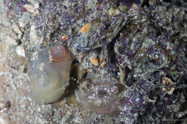Ascidiacea sp. "Ascidian 10" • © Ria Tan • All Rights Reserved