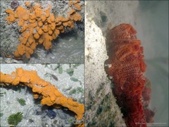 Ascidiacea sp. "Ascidian 11"