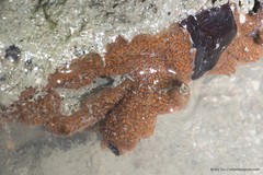 Ascidiacea sp. "Ascidian 12"