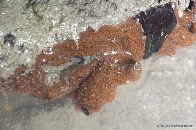 Ascidiacea sp. "Ascidian 12" • © Ria Tan • All Rights Reserved