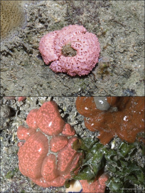 Ascidiacea sp. "Ascidian 13" • © Ria Tan • All Rights Reserved