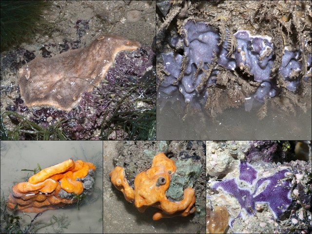Ascidiacea sp. "Ascidian 14" • © Ria Tan • All Rights Reserved