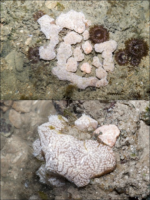 Ascidiacea sp. "Ascidian 15" • © Ria Tan • All Rights Reserved