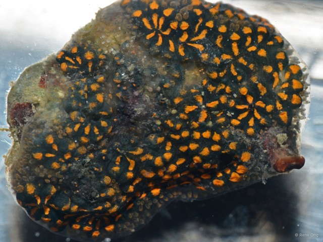 Ascidiacea sp. "Ascidian 16" • © Rene Ong • All Rights Reserved