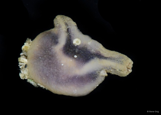 Ascidiacea sp. "Ascidian 3" • © Rene Ong • All Rights Reserved