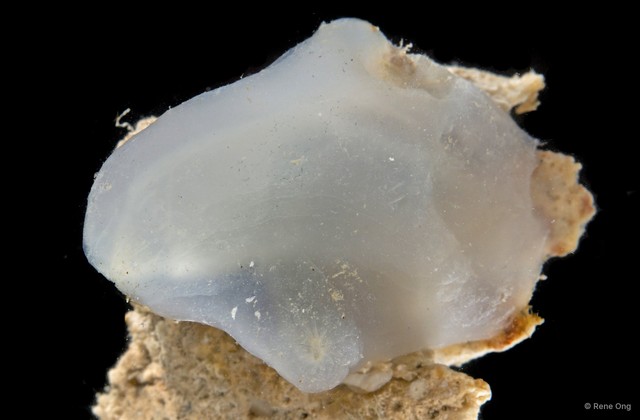 Ascidiacea sp. "Ascidian 4" • © Rene Ong • All Rights Reserved