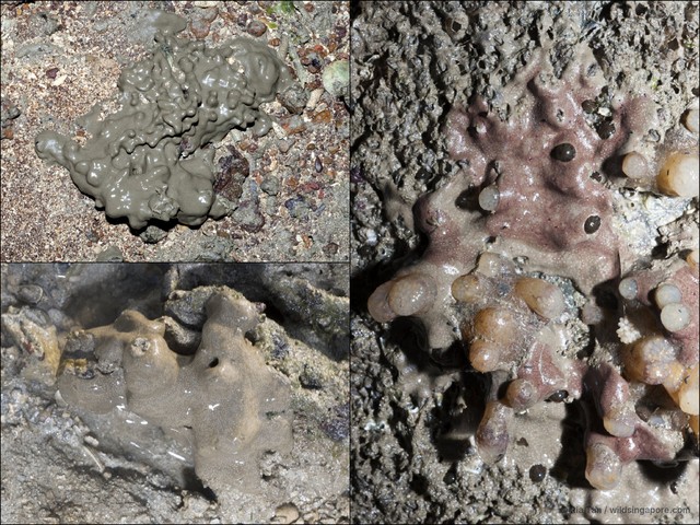 Ascidiacea sp. "Ascidian 5" • © Ria Tan • All Rights Reserved