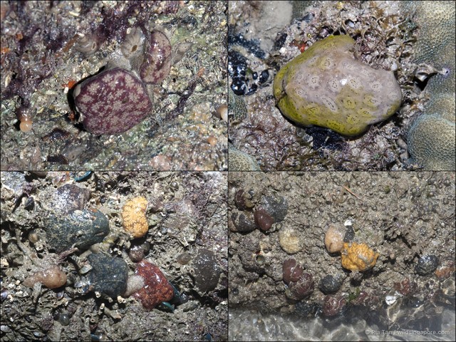 Ascidiacea sp. "Ascidian 6" • © Ria Tan • All Rights Reserved